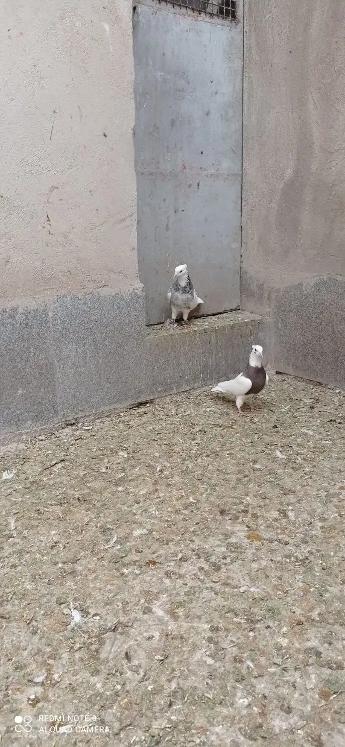 طوقی ناب کاکلی|پرنده|همدان, |دیوار