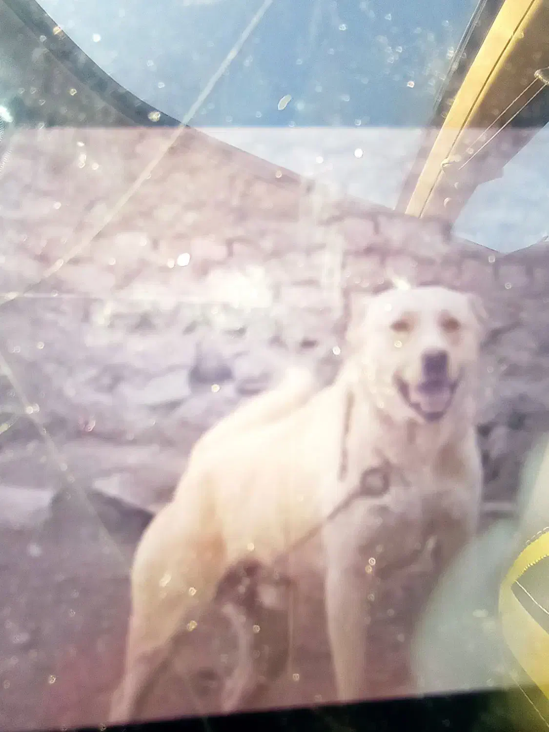 سگ.|سگ|سلماس, |دیوار