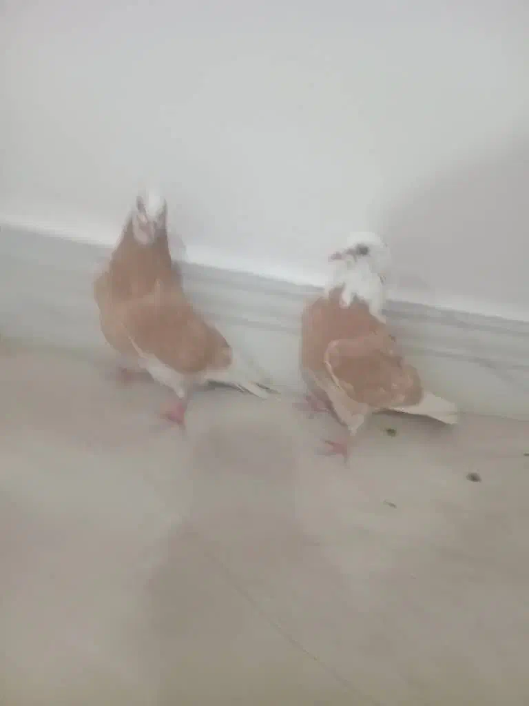 کفتر خوشگل|پرنده|نقده, |دیوار