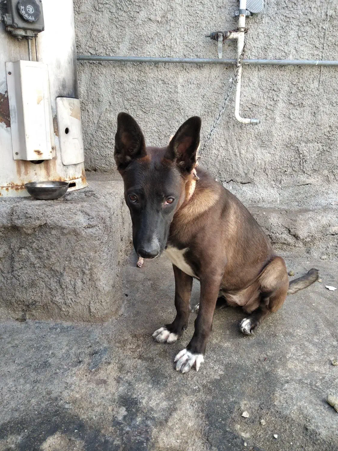 سگ ژرمن|سگ|امیدیه, |دیوار