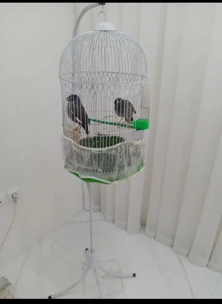 جفت مرغ مینا|پرنده|یزد, |دیوار