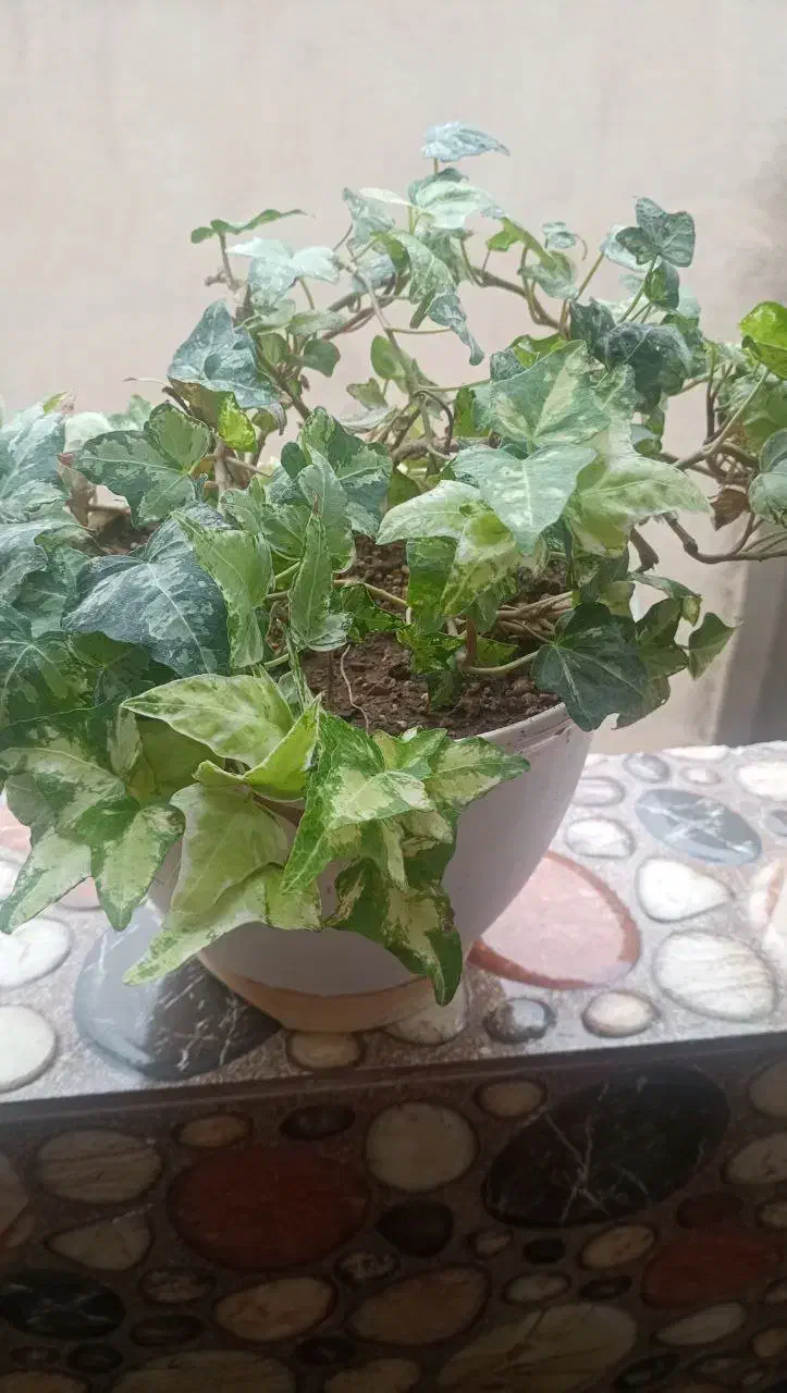 قاشقی برگ بیدی پاپیتال|گل و گیاه طبیعی|تهران, بهداشت|دیوار