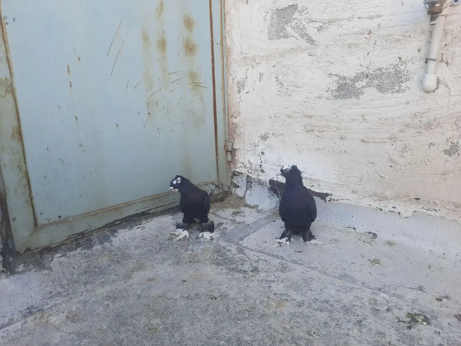 کفتر|حیوانات|تبریز, |دیوار