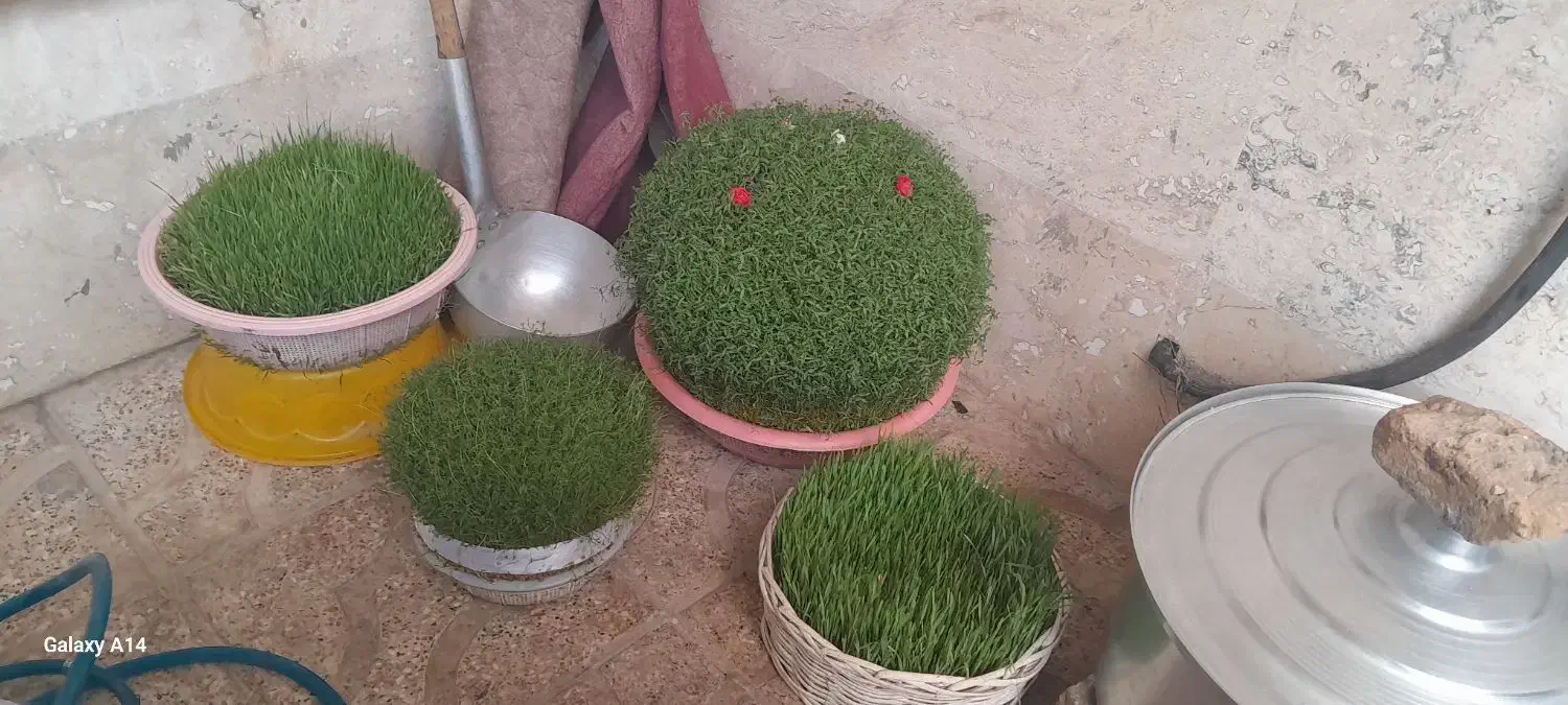 سبزه خوب و خوشگل|گل و گیاه طبیعی|نورآباد, |دیوار