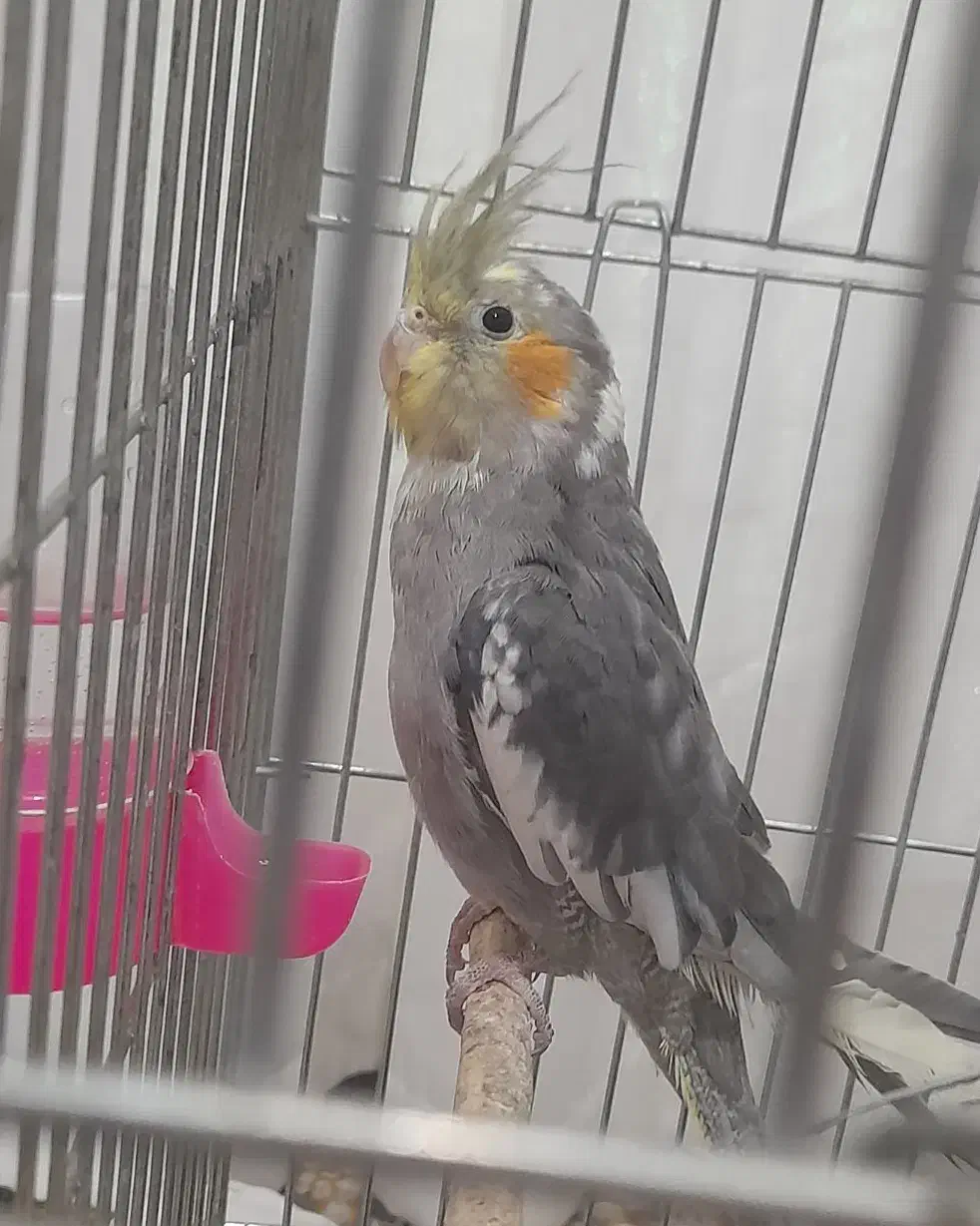 عروس هلندی|پرنده|رادکان, |دیوار