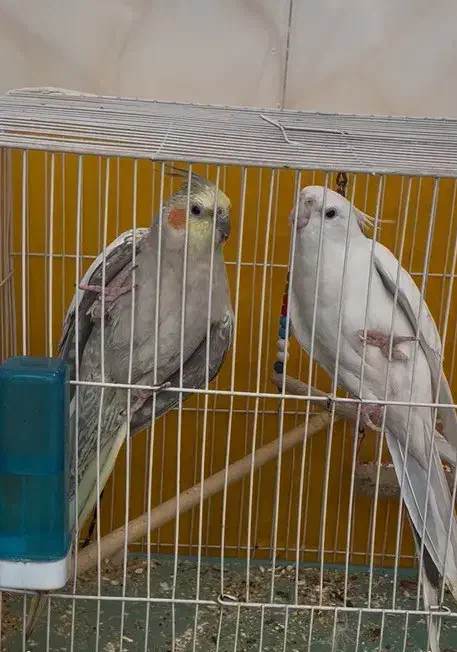 واگذاری ۲عدد عروس هلندی|پرنده|بیرجند, |دیوار