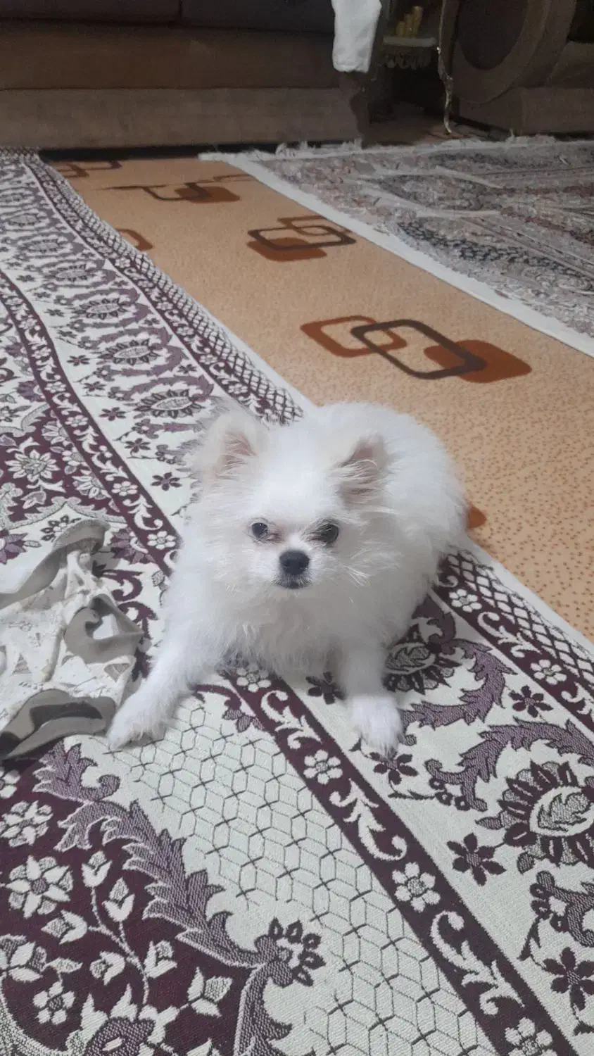 پامر|سگ|اردبیل, |دیوار