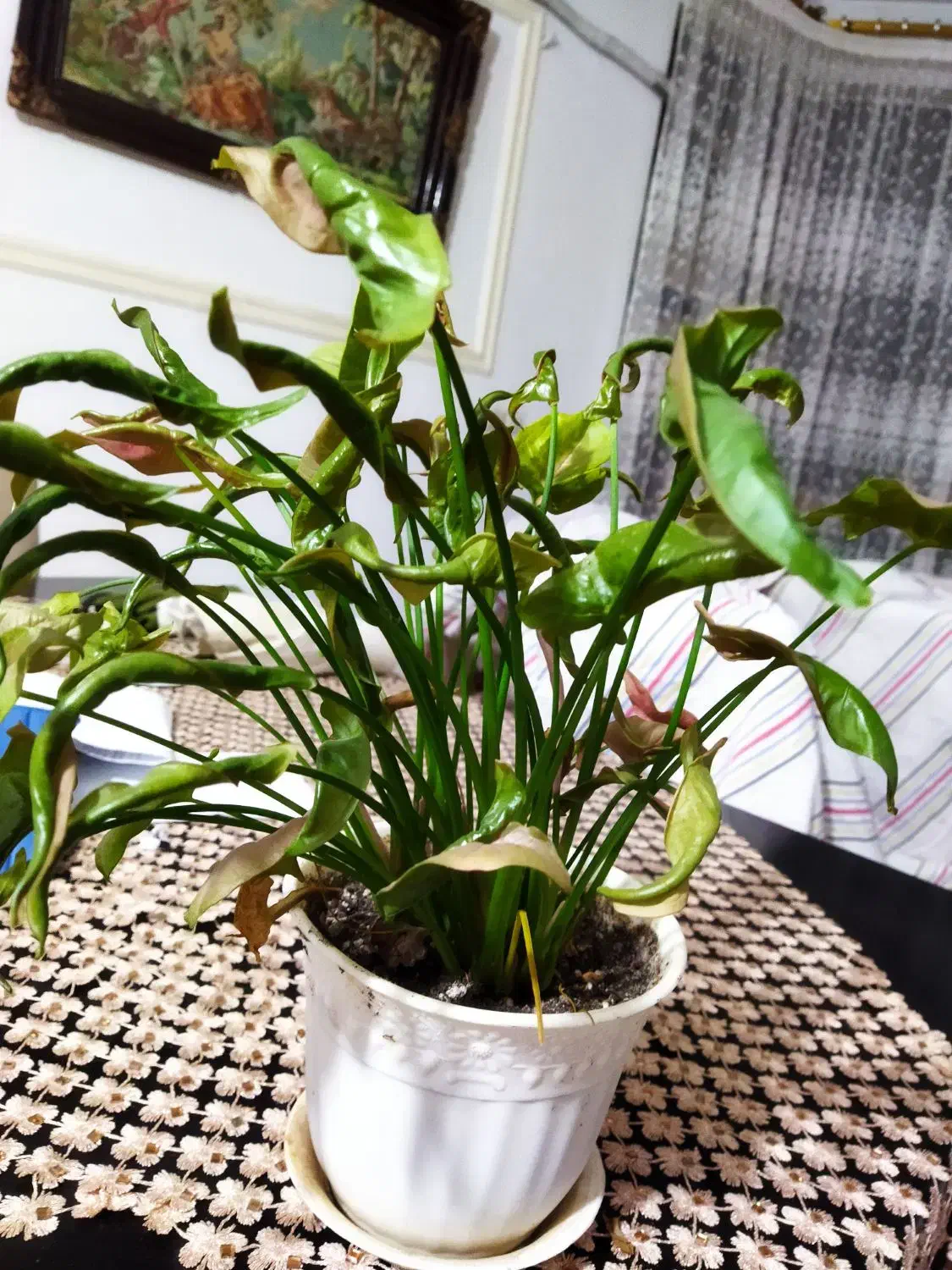 گل و گلدون|گل و گیاه طبیعی|آستارا, |دیوار