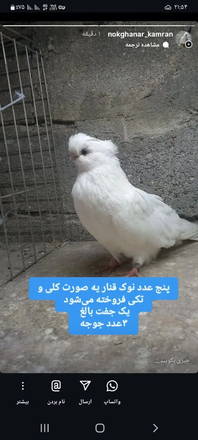 کبوتر نوک قنار|پرنده|اسلام‌شهر, شهرک محمدیه|دیوار