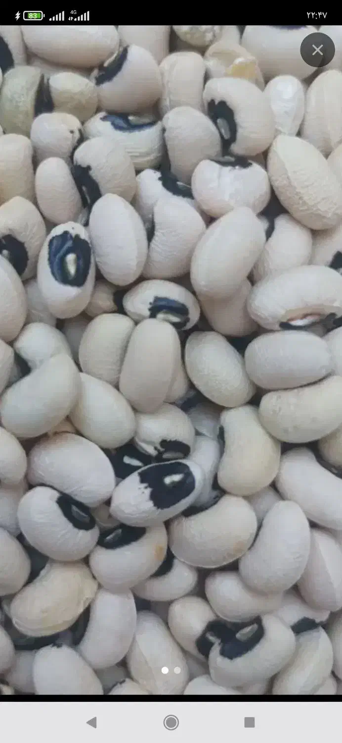 لوبیا چشم بلبلی محلی|خوردنی و آشامیدنی|چرام, |دیوار