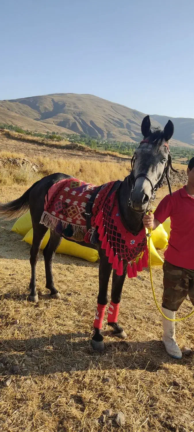 فروش اسب مادیان|اسب و تجهیزات اسب‌سواری|مشگین شهر, |دیوار