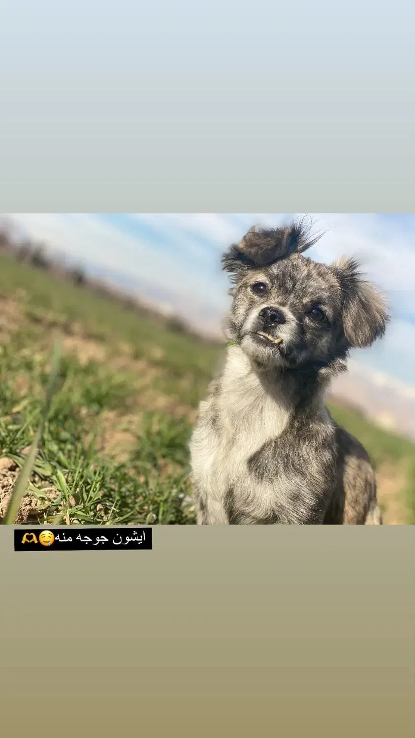 گمشده|حیوانات|نظرآباد, مسکن مهر نظرآباد|دیوار