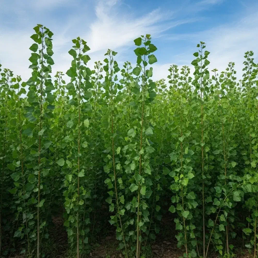 نهال نیگرا با ریشه قوی و تضمین رشد|خدمات باغبانی و درختکاری|سقز, |دیوار