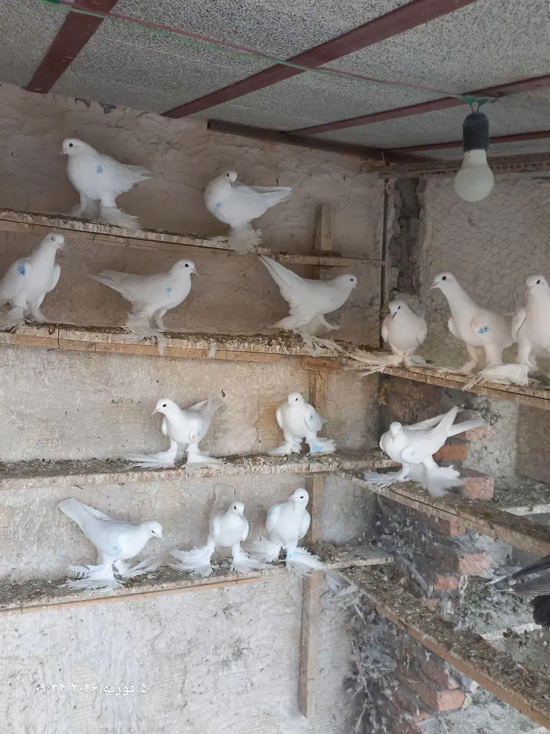 فروش کفتر|پرنده|تبریز, |دیوار