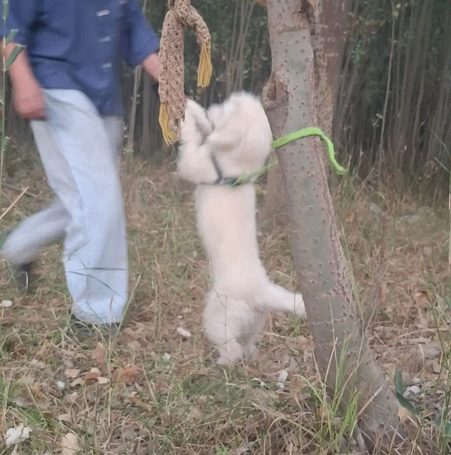 سگ پاپی باهوش|سگ|شهرکرد, |دیوار