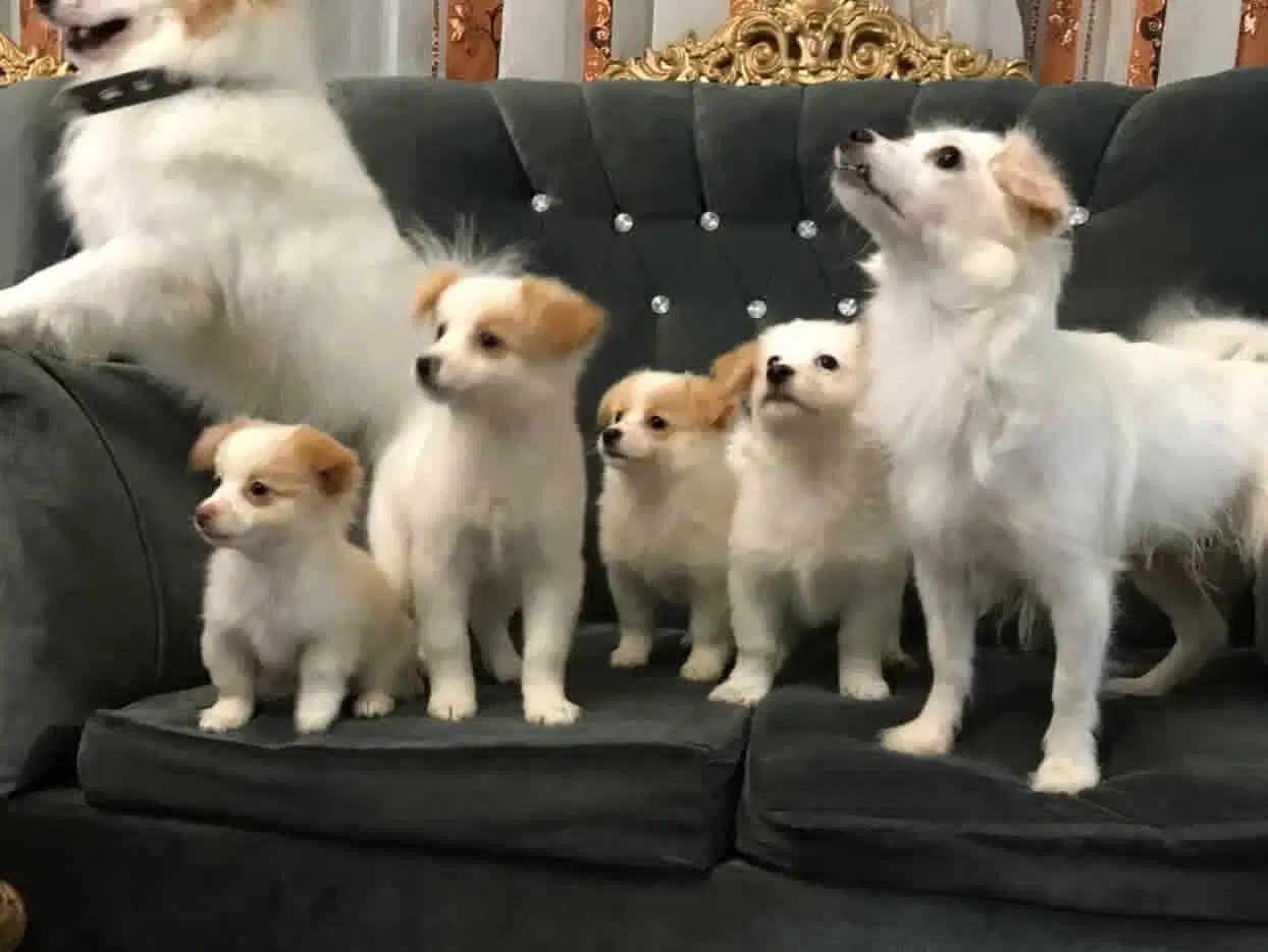 توله اشپیتز پامر|سگ|تنکابن, |دیوار