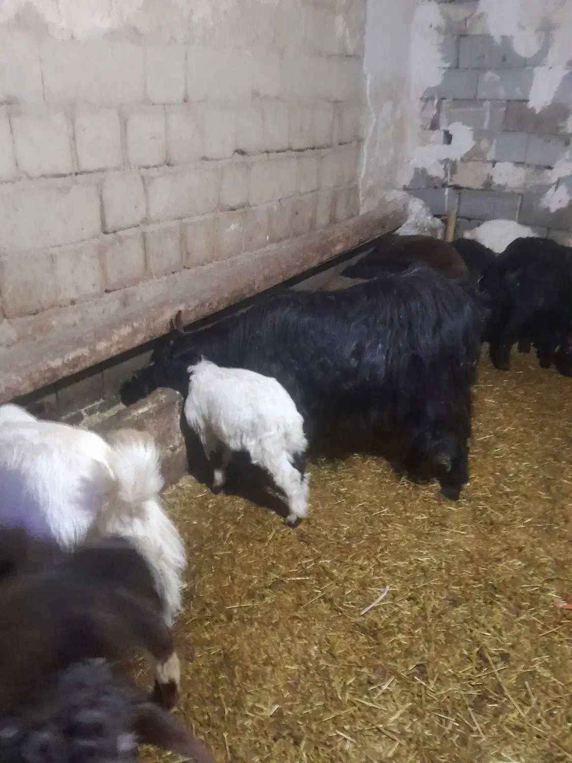 اومیه|حیوانات مزرعه|باروق, |دیوار