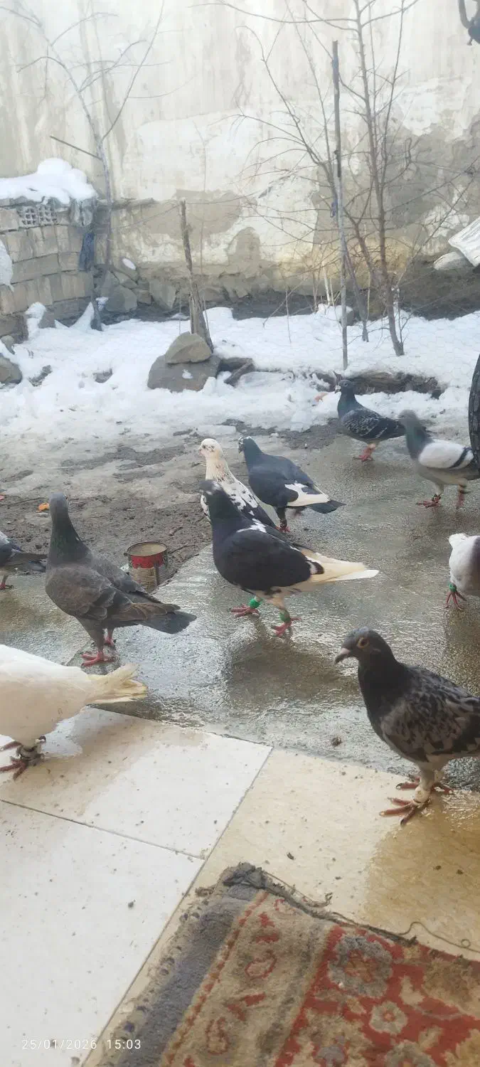 کبوتر پرشی|پرنده|راز وجرگلان, |دیوار