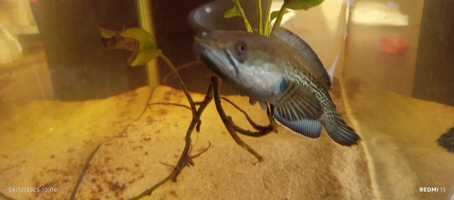 ماهی چانا استیوارتی|ماهی|شهرکرد, |دیوار