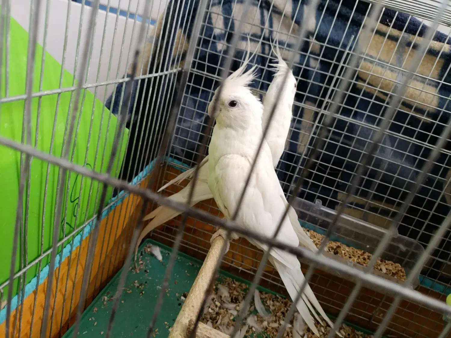 عروس هلندی البینو با تخم|پرنده|سیرجان, |دیوار