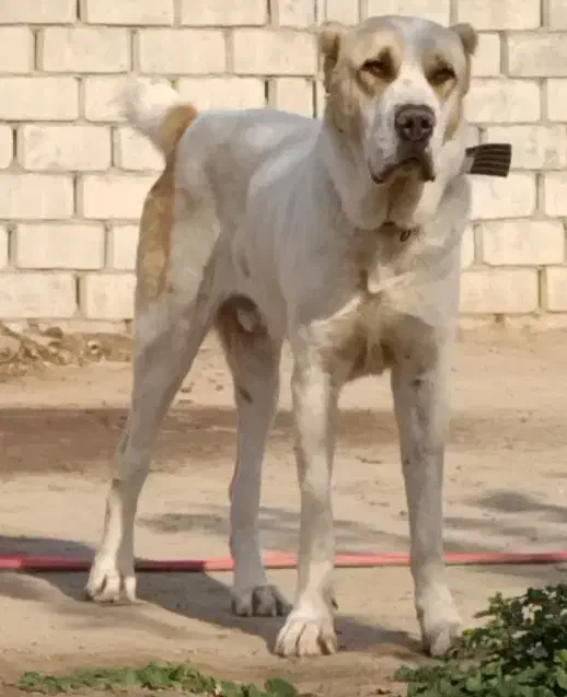 توله الابای و بالغ در گلستان|سگ|کرمان, |دیوار