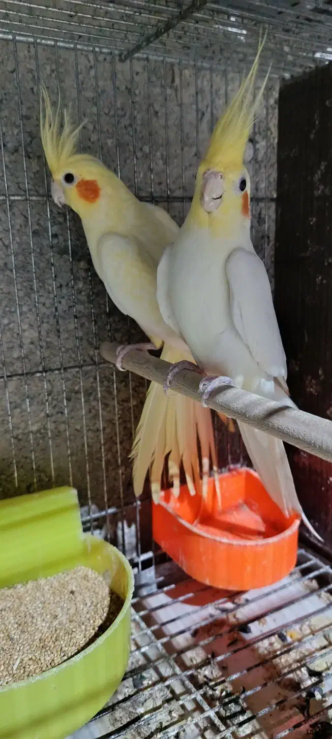 عروس هلندی|پرنده|شیروان (خراسان), |دیوار