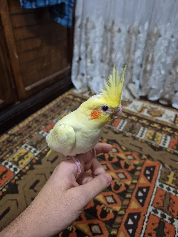 جوجه عروس هلندی|پرنده|فردیس, نگارستان|دیوار