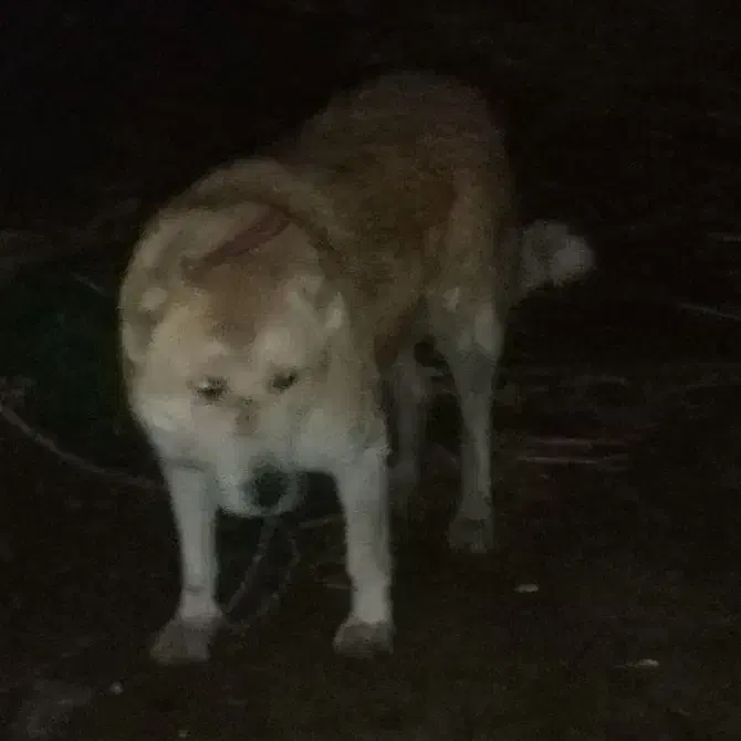 سگ گله|سگ|شهرضا, |دیوار