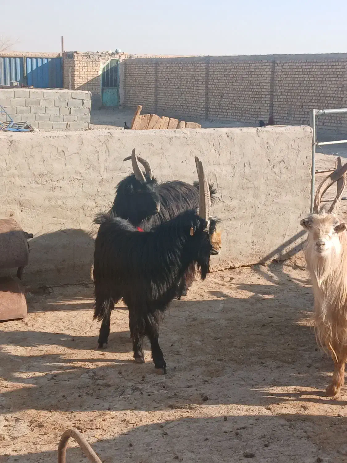 ۷رس‌بزغاله‌نر‌عالی‌برای‌ نربزی دونه ای ۲۵۰۰۰۰۰۰|حیوانات مزرعه|جوادآباد, |دیوار