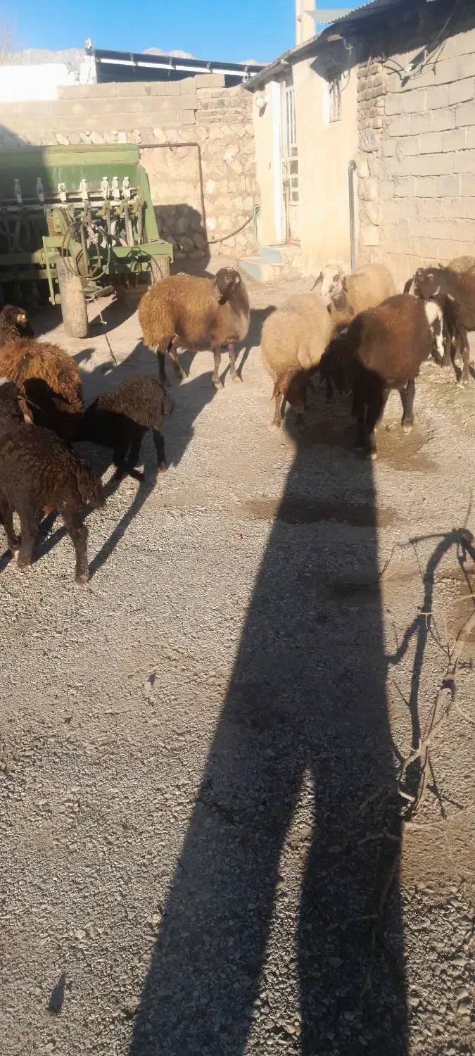 میش وبره|حیوانات مزرعه|چگنی, |دیوار