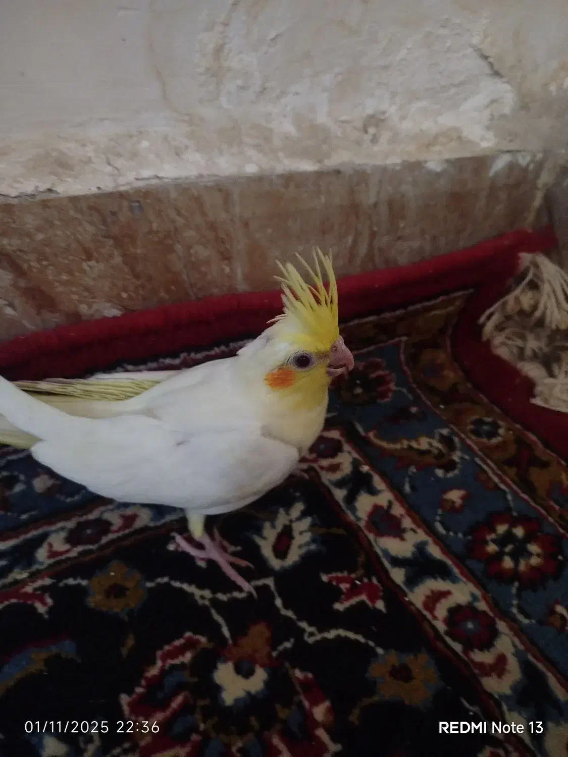 جوجه عروس هلندی یک ماه|پرنده|زاهدان, |دیوار