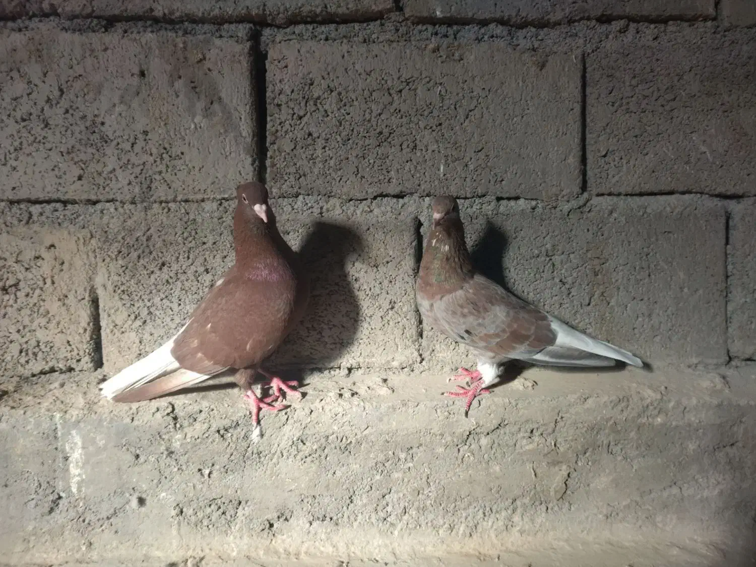 جفت دم سفید دم تخم|پرنده|بیرجند, |دیوار