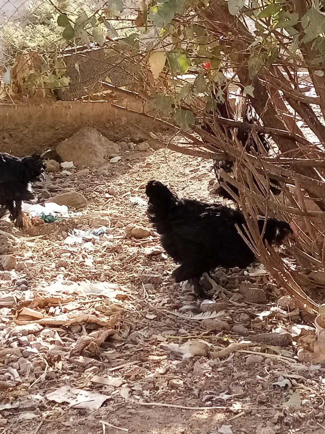 مرغ مرندی|حیوانات مزرعه|قم, باغ کرباسی|دیوار