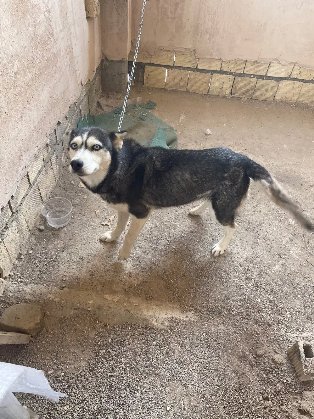 سگ هاسکی ماده|سگ|شاهین‌شهر, فیض|دیوار