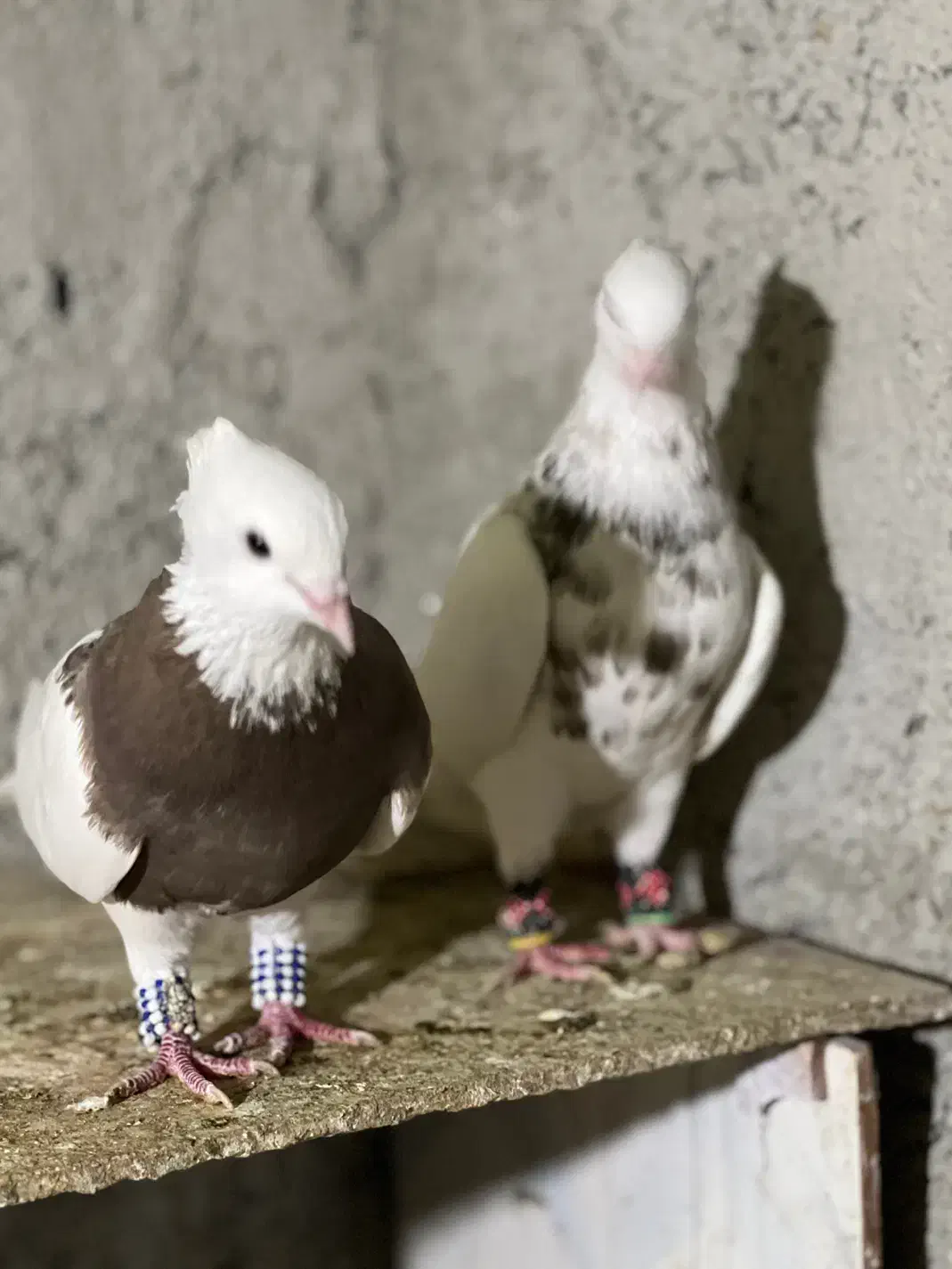 کبوترطوقی|پرنده|چابهار, |دیوار