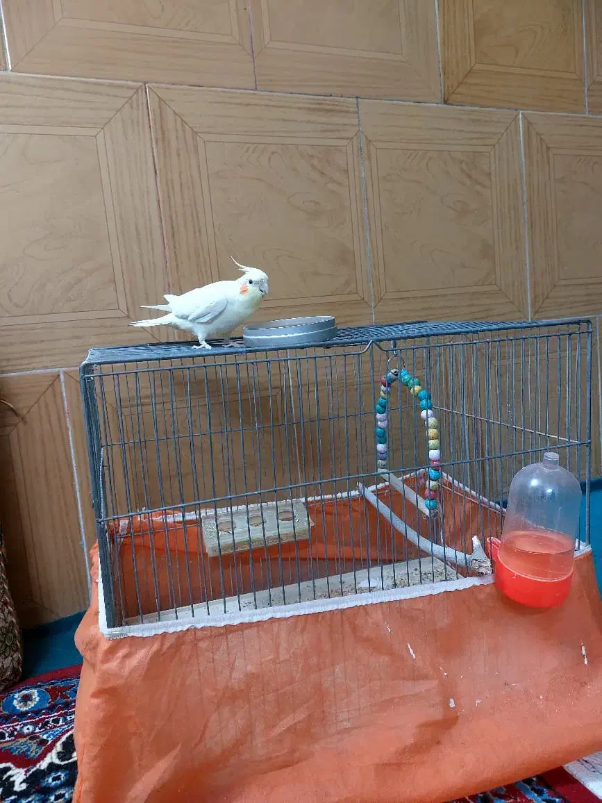 عروس هلندی زیبا بازی گوش|پرنده|اردکان, |دیوار