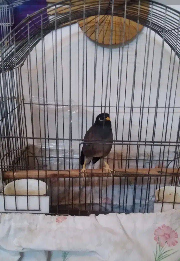 دوعدد عروس هلند سخن گو بایک عد مینای سخنگو|پرنده|تهران, شهرک رضویه|دیوار