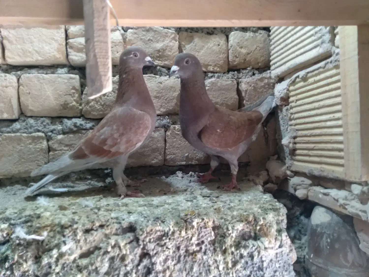 کبوتر وکفتر|پرنده|قم, نوبهار|دیوار