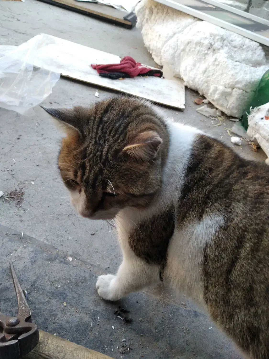 گربه ملوس|گربه|زنجان, |دیوار