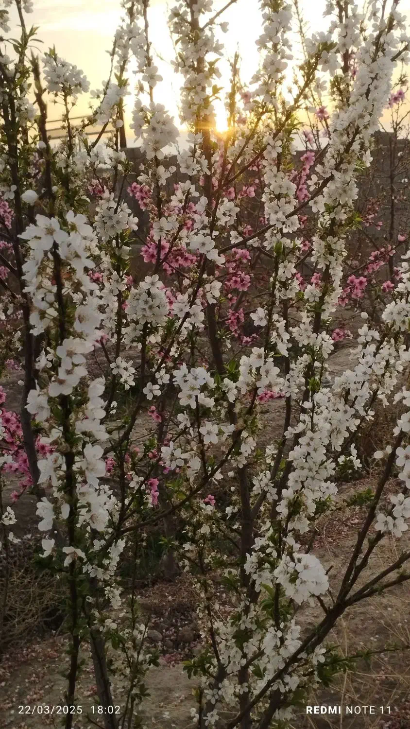 باغ و باغچه|فروش زمین و ملک کلنگی|صباشهر, |دیوار