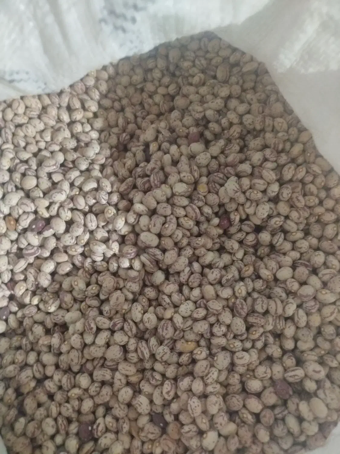 فروش لوبیا چیتی|عمده‌فروشی|قیدار, |دیوار