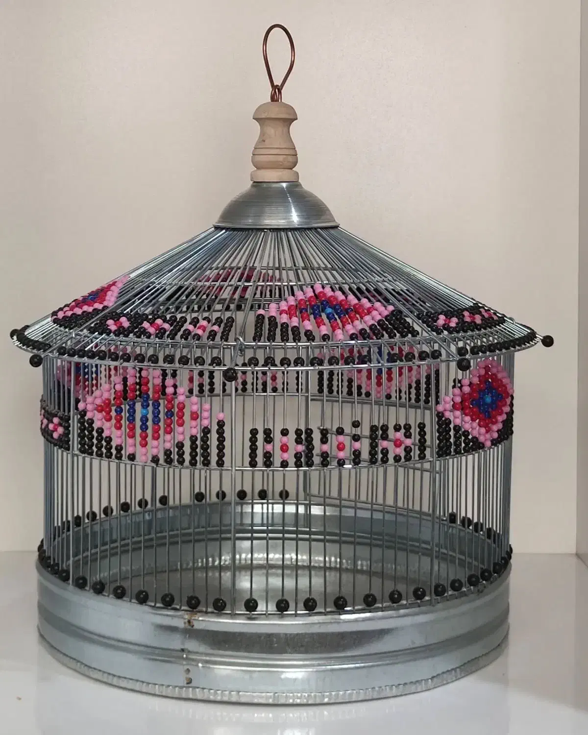 سهره قناری خاکی قرص|پرنده|چالوس, |دیوار