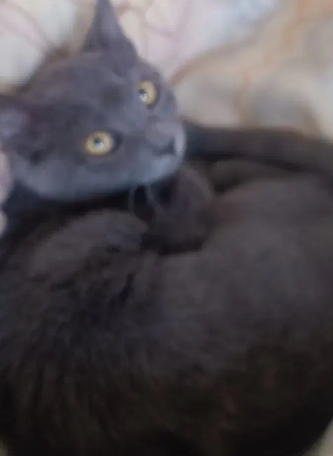 واگذاری گربه ۴ ماهه|گربه|شیراز, گود عربان|دیوار