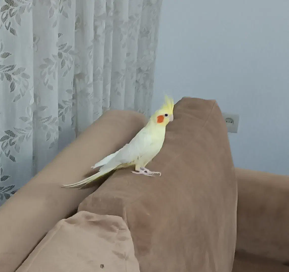 مرغ عروس|پرنده|آران و بیدگل, |دیوار