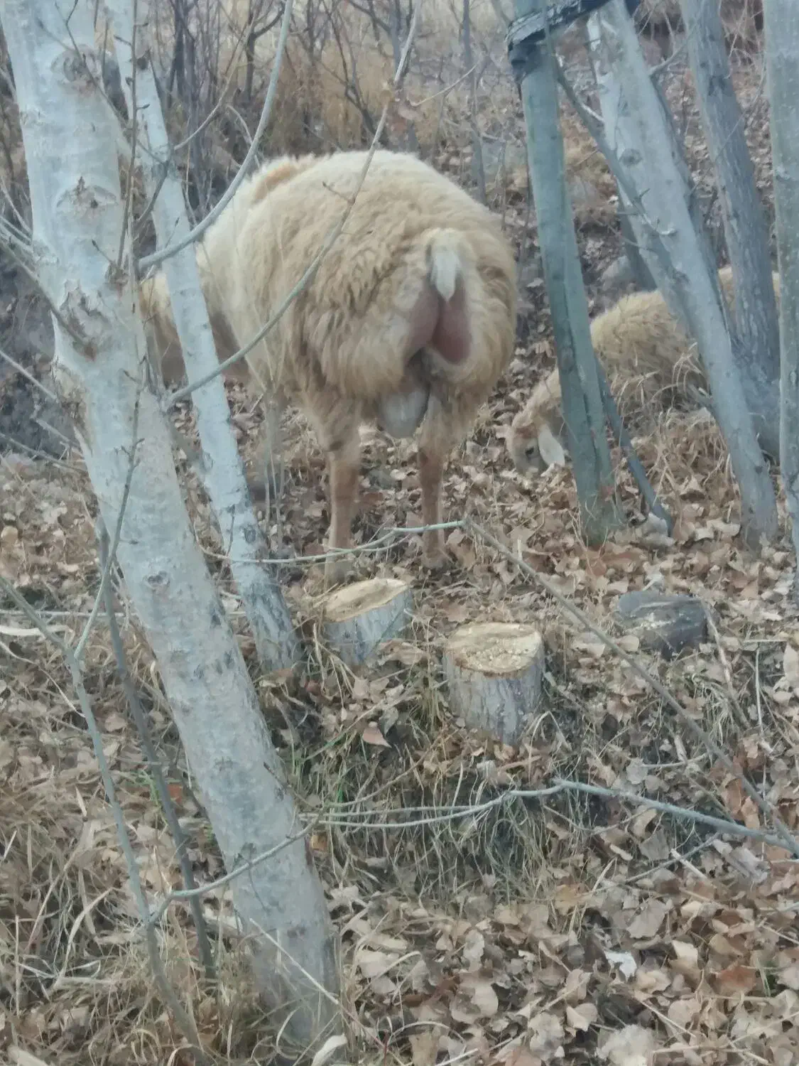 قوچ مغانی اصل|حیوانات مزرعه|مشگین شهر, |دیوار