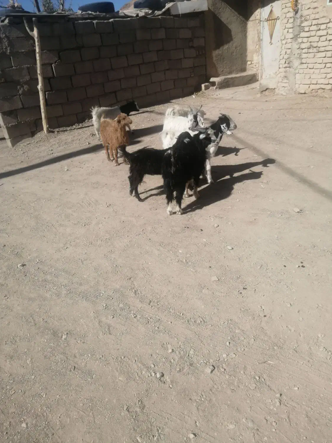 بزغاله نر ۲۷۵ بزغاله ماده ۲۴۵|حیوانات مزرعه|بیرجند, |دیوار