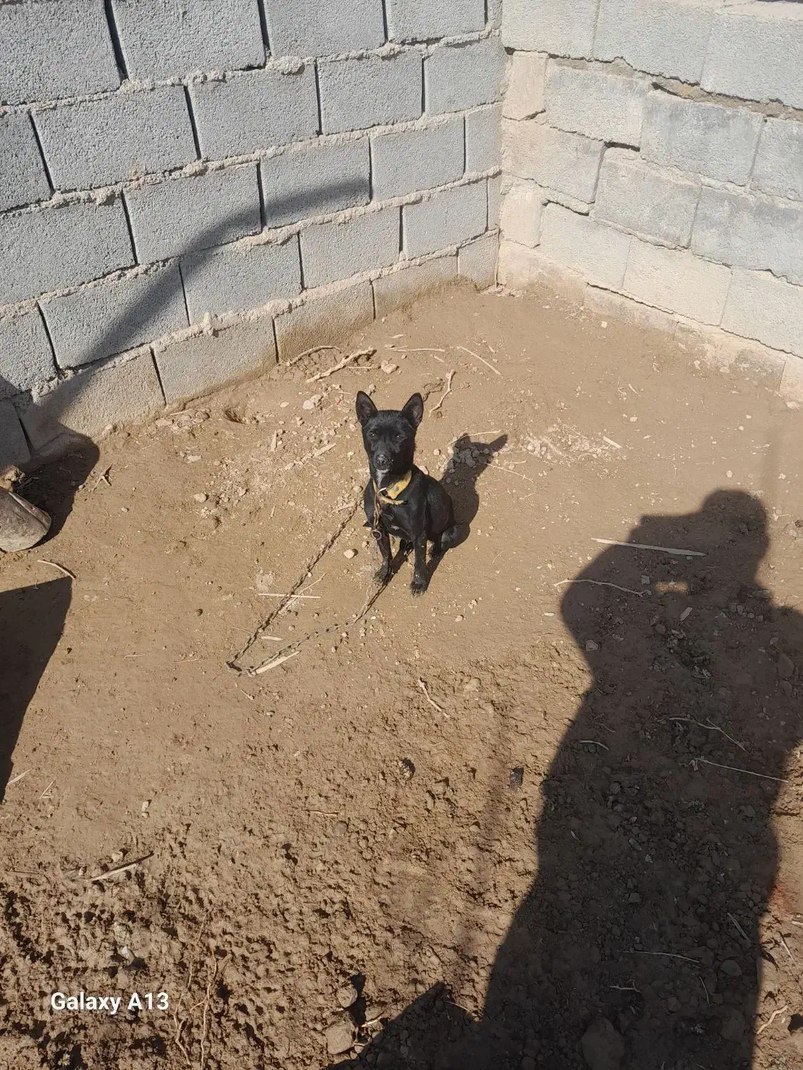 پاکوتاه|سگ|نیشابور, مازول|دیوار