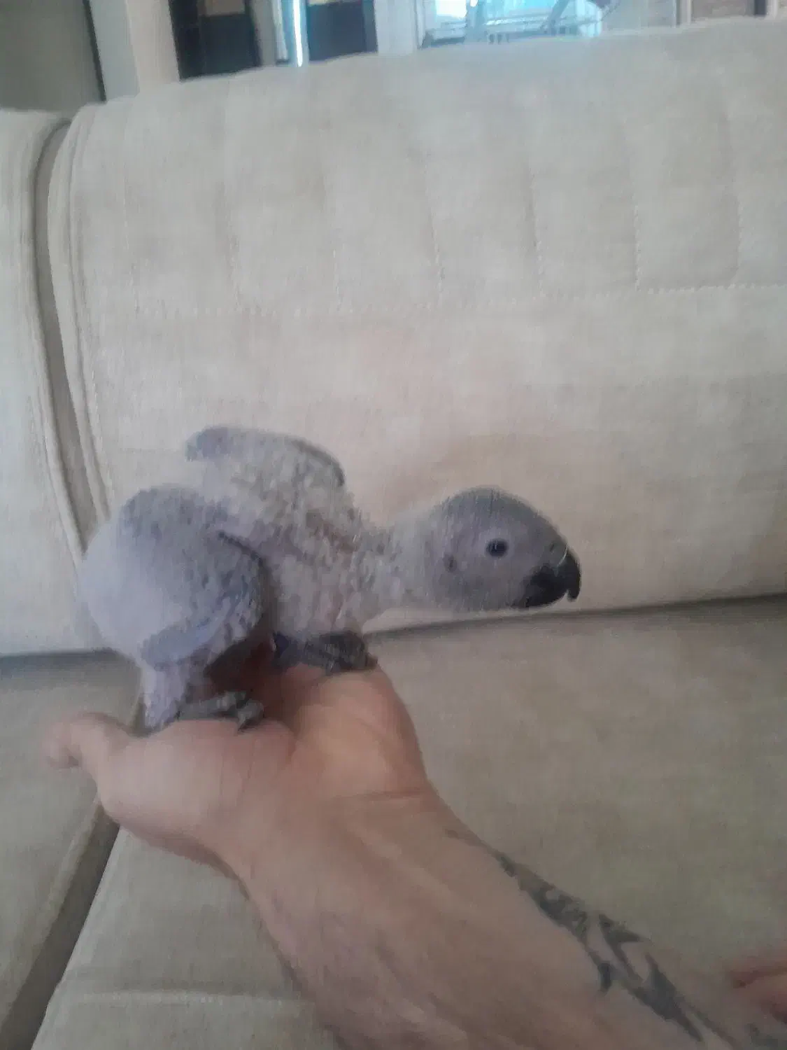 جوجه سرلاکی کاسکو دم قرمز|پرنده|تهران, هوانیروز|دیوار