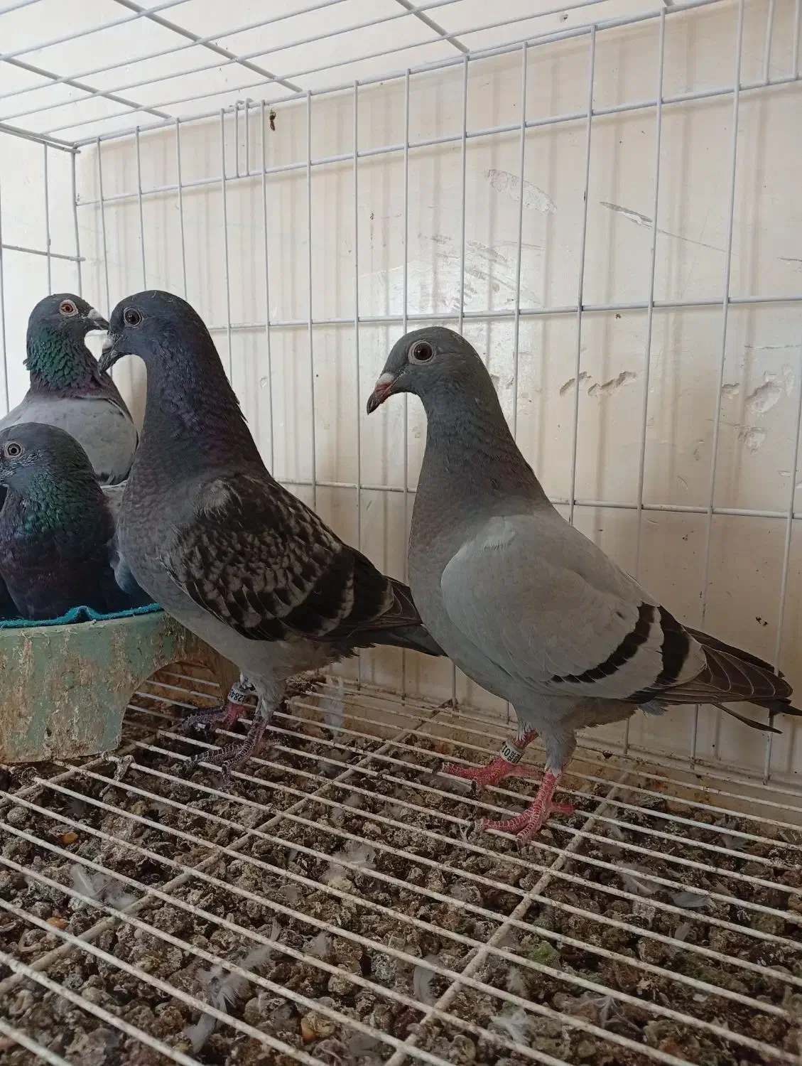 جوجه پلاکی نسل بازرگان|پرنده|خرمشهر, |دیوار