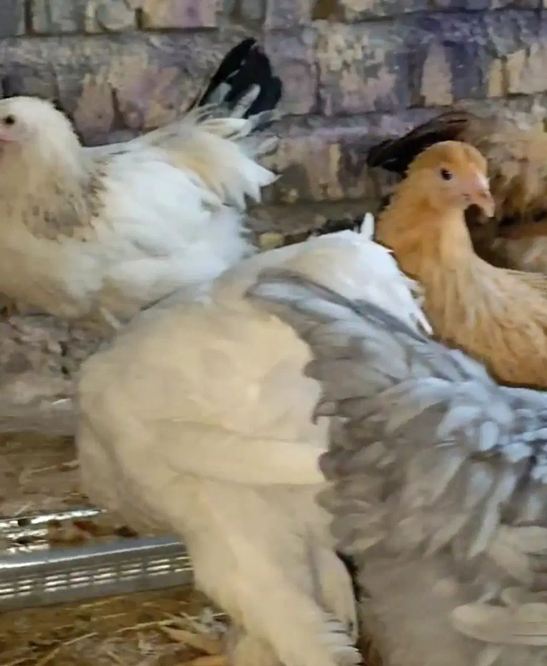 فروش جوجه ۶۰ روزه بوقلمون ۶گوشتی جوجه برهما اردک|حیوانات مزرعه|کرمان, |دیوار